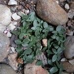 Fittonia albivenisFolio