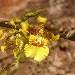 Oncidium baueri Çiçek
