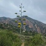 Agave havardiana Leaf