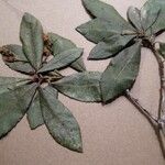 Arbutus andrachne List