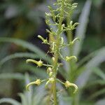 Lobelia cirsiifolia