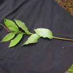 Maianthemum purpureum