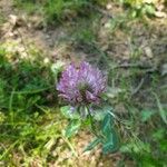 Trifolium pratenseΛουλούδι