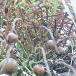 Acrocomia aculeata Fruto
