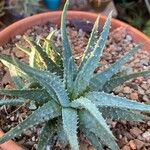 Aloe humilis Hoja