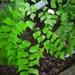 Adiantum trapeziforme Folha