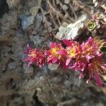 Saxifraga biflora Flower