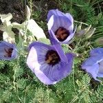 Eustoma exaltatum Blomma