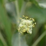 Mercurialis tomentosa Flower
