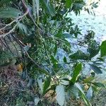 Acacia mangium Ліст
