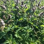 Mentha spicata অভ্যাস