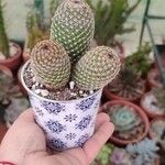 Mammillaria matudae Ліст