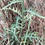 Rhaponticum coniferum Blatt