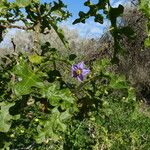 Solanum linnaeanum പുഷ്പം