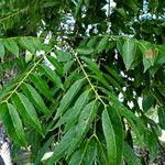 Cedrela odorata Blatt