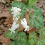Dicentra canadensis Flor
