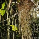 Myriocarpa longipes Fruit