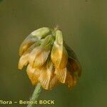 Trifolium patens Hedelmä