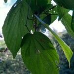 Gouania lupuloides Leaf