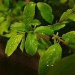 Prunus japonica 葉