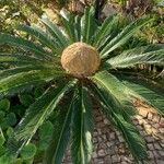 Cycas revoluta Φρούτο