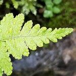 Dryopteris cristata पत्ता