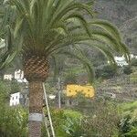 Phoenix canariensis Habitatea