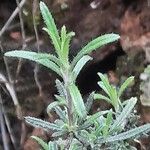 Lithodora fruticosa Φύλλο