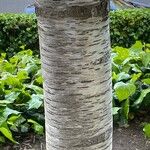 Prunus × yedoensisBark