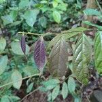 Aporosa frutescens Leaf