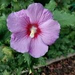 Hibiscus syriacus Flower