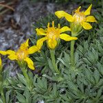 Stenotus acaulis Flor