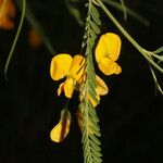 Sesbania herbacea Blodyn
