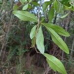 Quercus laurifolia Blad