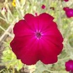 Silene coronaria Flower