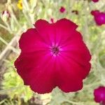 Silene coronaria Kukka