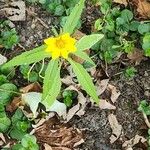 Bidens cernuaFlower