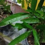 Justicia gendarussa Лист