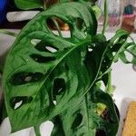 Monstera adansonii Liść