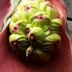 Zantedeschia rehmannii Fruit