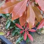 Pieris japonicaList