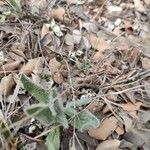 Pilosella breviscapa 叶