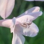 Watsonia borbonica Blüte