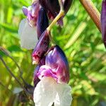 Thalia geniculata Flower