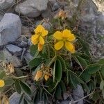 Senna multiglandulosa Žiedas