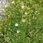 Arenaria balansae Hábito