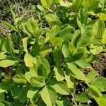 Arachis hypogaea Feuille