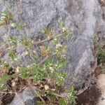 Trifolium scabrum Flower