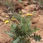 Sonchus pinnatifidus Alia