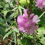 Sidalcea hirtipes Hoja